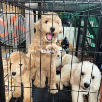 Cần Tìm Nhà Cho Các Bé Poodle 3 Tháng Tuổi, Đầy Đủ Giấy Tỷ Tiêm Chủng  