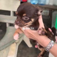 Chihuahua nhà đẻ 3 con gần 2 tháng tuổi, dễ ăn và khỏe mạnh, đã tiêm ngừa 1 mũi