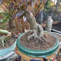 Mai Vàng Đế Đẹp - Cây Chưa Ghép, Phù Hợp Làm Bonsai