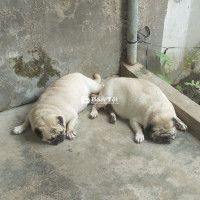 Bán Hai Chó Pug Trưởng Thành Đã Sinh Sản  