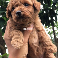 Poodle Nuôi Nhà - Người Bạn Nhỏ Đầy Tình Thương 🐶  