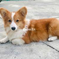 Cần bán Corgi tại Hoài Nhơn  