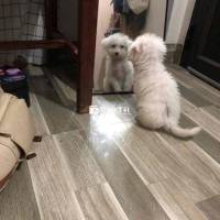 Chó Poodle Trắng Cực Đáng Yêu  