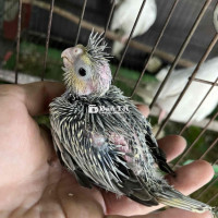 Cockatiel Baby Vẹt Mã Lai, Baby Tuổi Để Chăm - Lớn Hót Giỏi, Free Flight  