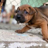 Bầy Chó Pitbull Lai Becgie 7 Pé – Ship TPHCM  