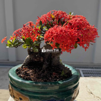 Bonsai Trang Đỏ Lá Nhỏ Rất Già Cây Đang Sung Khỏe  