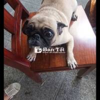 Cần Bán Gấp Bé Pug Hơn 1 Năm Tuổi  