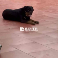 Cần nhượng lại em Rottweiler 1 tuổi, giới tính cái  