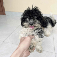 Poodle nhà đẻ cần tìm chủ mới