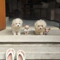 Chihuahua Teacup Size - Bé đực bò sữa đáng yêu