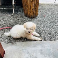 Chó Poodle Lai Phốc Siêu Dễ Thương - Đã Tiêm Phòng Và Sổ Sức Khỏe Đầy Đủ  