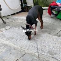Chó Cái 1 Tuổi Hơn Chưa Đẻ - Liên Hệ Ngay!