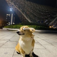 Tìm chủ mới cho bé Corgi cái, vàng, trưởng thành  