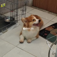 Chó Corgi Hiền, Quấn Người, Đực, Một Tuổi, Cần Pass Gấp  