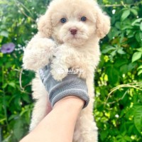 Bé nhà đẻ cần bán - Cần bố mẹ yêu thương bé ạ  