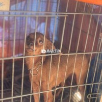 Phóc Cái + Lồng K - Bán Rẻ Cho Ai Yêu Thích, Có Chuồng Luôn  