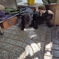 Cần bán 2 bé Bull Pháp  