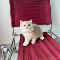 Mèo Golden Cái, Khỏe Mạnh, Nhà Nuôi