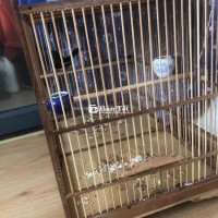 Chào bán chè than trống khỏe mạnh, lửa tốt, chim đẹp, dễ chăm  