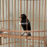 Cần Tìm Chòe Than Trống Thuần Để Nghe Hót  