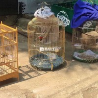Chim 5m Xát Pháo Ae Chơi Liên Hệ Ngay  