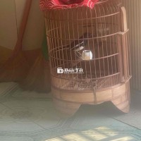 Nhượng lại đam mê cho anh em chim chuyền mùa ba - Chim to dài, không tật, giá tốt!