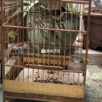 3 Chim mào trống - Không có lồng nhốt  