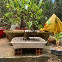 Cây Sung Việt Nam  