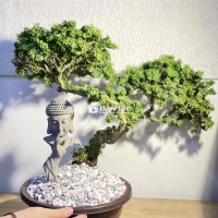 Chậu Cây Linh Sam và Tượng Phật Dùng Để Trưng Bày