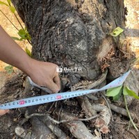 Cây Lộc Vừng Hoa Đỏ 15 Năm Tuổi Thế Đẹp Hoành Tráng - Cần Thanh Lý Gấp  