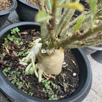 Cần bán 5 cây sứ nguyên liệu gốc to 5-60cm  