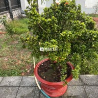 Bông Trang 4 Màu - Cây Trang Ghép Đẹp Như Hình, Giá Chỉ 1 Triệu  