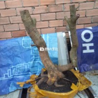 Phôi Mai Giảo Thũ Đức Giá Rẻ  