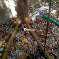 Cây Sung Nếp - Bộ Rễ Đẹp, Lý Tưởng Trồng Cảnh  