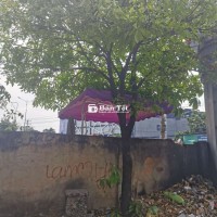 Bán cây Lộc Vừng đẹp, giá tốt