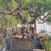 Còn 1 cây sanh Bonsai đẹp dáng thuyền tại Dĩ An  