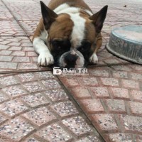 Cần tìm chủ mới cho bé Bull Pháp đáng yêu!