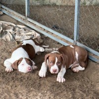 Bán Chó Pitbull Lai Bandog Giống Tốt, Vật Đp