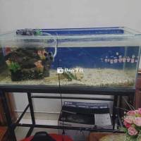 Thanh Lý Bể Cá 1m x 40 x 40 Kèm Phụ Kiện Đầy Đủ  