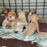 BÁN LẺ CON HOẶC CẢ ĐÀN CÚN  