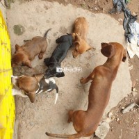 Nhiều chó quá không chăm được, cần bán đàn lạp xưởng  
