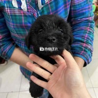 Bầy cún lai poodle lông xù siêu dễ thương  