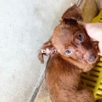 Chó Phốc Sóc cần tìm chủ tốt