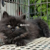 Mèo Anh Lông Dài Tìm Chủ Mới  