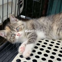Mèo ALN Tìm Chủ Mới  