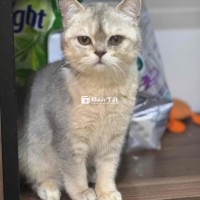 Cần tìm chủ mới cho 2 bé mèo xinh xắn - Long Biên