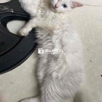 Cần tìm chủ mới cho bé mèo Lai Anh đáng yêu