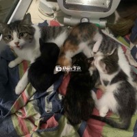 MÈO CON CẦN TÌM GIA ĐÌNH YÊU THƯƠNG