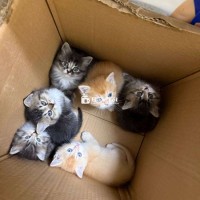 Mèo Anh Lông Ngắn Tìm Chủ Yêu Thương