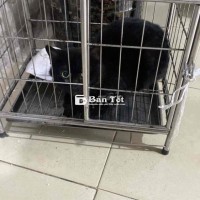 Nhượng lại bé mèo dễ thương, khỏe mạnh